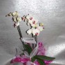 cvecara-ikebana-becej